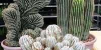 cactus14.jpg